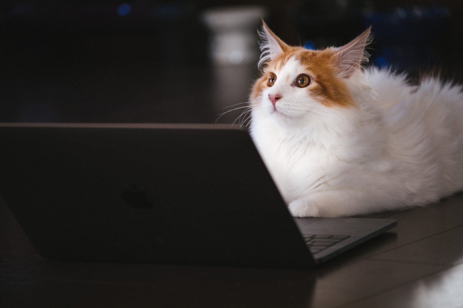 ネット検索する美猫